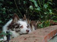 澳大利亚牧羊犬可以养在室外吗?