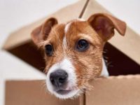 狗狗吃了吃了纸板怎么办,会出现什么症状?