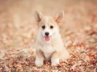 什么是迷你柯基犬?什么是茶杯柯基犬?