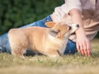 柯基犬有攻击性吗?柯基犬是什么性格的狗狗