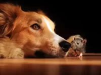 狗狗吃了一只老鼠怎么办?会感染狂犬病吗?