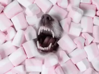 狗狗可以吃棉花糖吗?棉花糖对狗有毒吗?