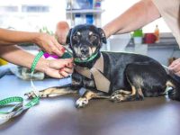 狗狗什么时候停止生长?影响体型的因素有哪些?