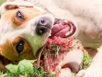 我的狗狗刚刚吃了一块牛排骨!我应该怎么办?