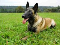 比利时玛利诺犬掉毛吗?(改善比利时玛利诺犬掉毛的方法)