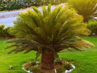 狗狗吃了西米棕榈怎么办,西米棕榈有毒吗?