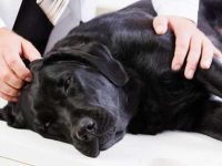 狗狗心肺复苏怎么做?狗狗心肺复苏术六个步骤