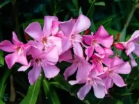 狗狗吃了一棵夹竹桃怎么办?夹竹桃对狗有毒吗?