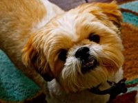 西施犬会咬人吗?(西施犬攻击人的原因是什么)