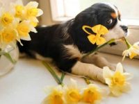 狗狗吃了一朵水仙花怎么办,会造成食物中毒吗?