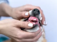 狗狗什么年龄阶段开始掉牙?小狗出牙和掉牙时间表