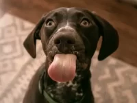 狗狗为什么这么喜欢花生酱?每天吃多少合适?