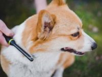 威尔士彭布罗克和卡迪根柯基犬脱毛历害吗?夏天还是冬天掉毛多?