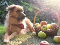 狗狗可以吃苹果吗?有什么好处和营养