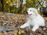 比利牛斯山犬掉毛历害吗?(减少比利牛斯山犬掉落毛发的方法)