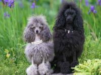 贵宾犬实际上掉毛多少?脱毛的原因有哪些