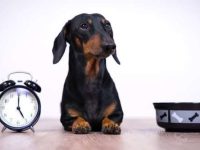 腊肠犬脱毛频率高吗?腊肠犬掉毛的原因分析