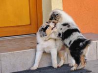 澳大利亚牧羊犬会咬人吗?怎样训练有效果