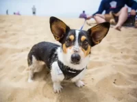 什么是牛仔柯基犬,牛仔柯基犬的样貌特征和生活习性