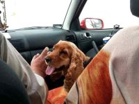 带着狗狗去旅行在车里安全吗?带狗狗自驾旅游的注意事项