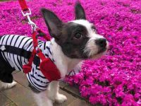 波士顿梗犬和杰克罗素梗犬混种的起源和历史