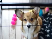 狗狗在板条箱里怎么训练,让它在笼子不再分离焦虑