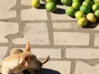 狗狗可以吃酸橙吗?有什么好处和坏处