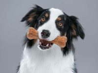 澳大利亚牧羊犬可以啃骨头吗?吃骨头要注意什么?