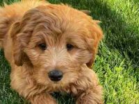 金毛会掉毛吗?金毛脱毛的频率高吗?