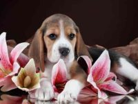 狗狗吃了一朵百合怎么办?哪些百合植物对狗有毒?