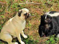 狗狗被臭鼬喷了怎么办?去除狗狗身上臭味的最佳家庭疗法