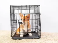 狗狗讨厌板条箱怎么办?如何让它不抗拒笼子?