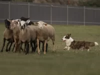 柯基犬是牧羊犬吗?原来柯基有这么多的优缺点!