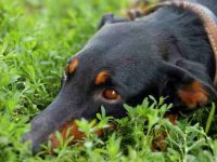 盘点对狗狗有毒的常见植物与花卉清单