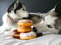 西伯利亚哈士奇可以吃什么?不能吃什么