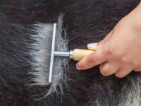 德国牧羊犬掉毛多吗?什么季节掉毛最严重