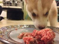 西伯利亚哈士奇挑食吗?(哈士奇挑食的应对办法)