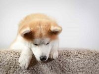 秋田犬的平均寿命有多长?(秋田犬常见的疾病有哪些)