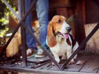 巴吉度猎犬的寿命有多长,容易患的疾病有哪些?