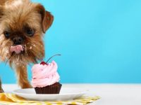 狗狗吃了纸杯蛋糕包装纸怎么办?救命的教程来了