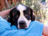 圣伯纳犬什么季节掉毛最严重?(缓解圣伯纳犬掉毛的小技巧)