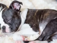 波士顿梗掉毛很多吗?什么季节掉毛最严重