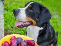 狗狗可以吃李子吗?李子有哪些营养价值