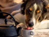 狗狗吃了一个茶包怎么办,茶包对狗有害吗?