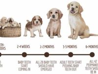 狗狗什么时候会掉乳牙?狗狗长牙齿的时间表
