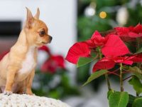 狗狗吃了一品红怎么办?一品红对狗有毒吗?