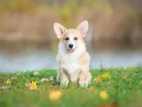 柯基犬的预期寿命一般是多少年?提高柯基寿命的5个小妙招!