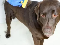 拉布拉多犬会掉毛吗?什么季节脱毛比较多