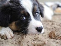 澳大利亚牧羊犬能长时间独自呆在家吗?