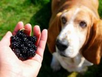 狗狗能吃和不能吃的水果和蔬菜清单,铲屎官要重视起来!